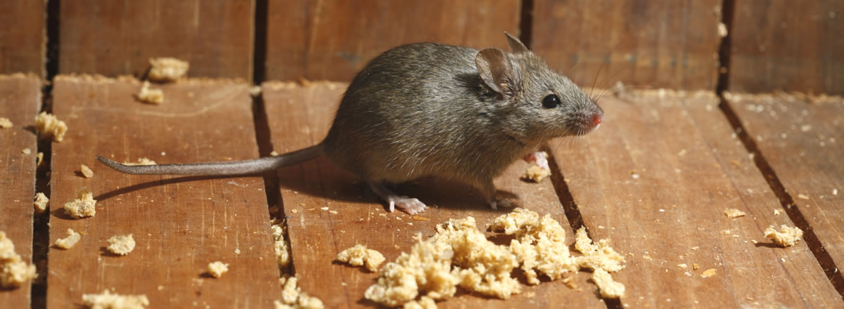 mouse-in-house
